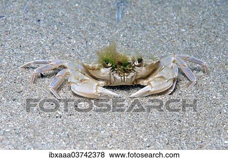 "Swimming Crab (Macropipus holsatus), Black Sea, Crimea, Russia, Europe" View Large Photo Image Stock Photo - "Swimming Crab (Macropipus holsatus), Black Sea, Crimea, Russia, Europe". Fotosearch