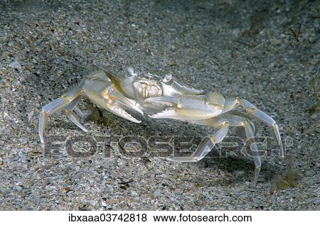 "Swimming Crab (Macropipus holsatus), Black Sea, Crimea, Ukraine, Europe" View Large Photo Image Stock Photo - "Swimming Crab (Macropipus holsatus), Black Sea, Crimea, Ukraine, Europe". Fotosearch