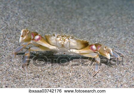 "Swimming Crab (Macropipus holsatus Syn Liocarcinus holsatus), Black Sea, Crimea, Ukraine, Europe" View Large Photo Image Stock Photograph - "Swimming Crab (Macropipus holsatus Syn Liocarcinus holsatus), Black Sea, Crimea, Ukraine, Europe". Fotosearch