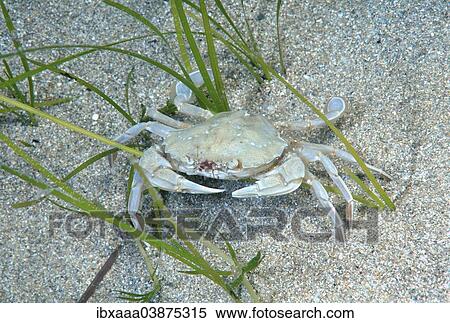 "Swimming Crab species (Macropipus holsatus), Black Sea, Crimea, Russia, Europe" View Large Photo Image Stock Photography - "Swimming Crab species (Macropipus holsatus), Black Sea, Crimea, Russia, Europe". Fotosearch