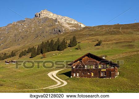 "Swiss chalet on an alpine pasture underneath a rock wall with the mid station Birg of the Schilthornbahn cable car, Weiler Gimmela near Muerren, Bernese Oberland, Switzerland, Europe" View Large Photo Image Stock Image - "Swiss chalet on an alpine pasture underneath a rock wall with the mid station Birg of the Schilthornbahn cable car, Weiler Gimmela near Muerren, Bernese Oberland, Switzerland, Europe". Fotosearch