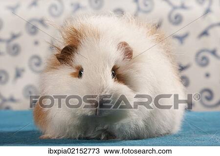 "Swiss Teddy guinea pig, pedigree guinea pig" View Large Photo Image Stock Image - "Swiss Teddy guinea pig, pedigree guinea pig". Fotosearch