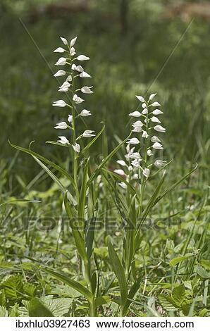 "Sword-leaved Helleborine (Cephalanthera longifolia), Black Forest, Baden-Wurttemberg, Germany, Europe" View Large Photo Image Stock Image - "Sword-leaved Helleborine (Cephalanthera longifolia), Black Forest, Baden-Wurttemberg, Germany, Europe". Fotosearch