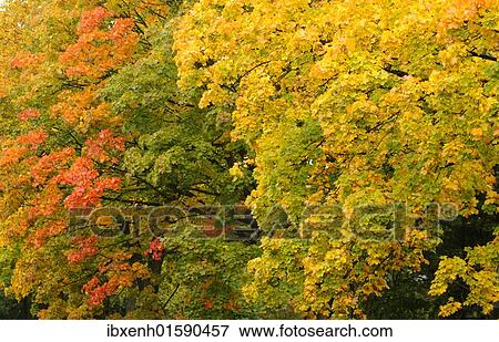"Sycamore (Acer pseudoplatanus), autumn foliage" View Large Photo Image Stock Photo - "Sycamore (Acer pseudoplatanus), autumn foliage". Fotosearch