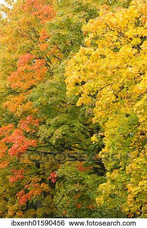 "Sycamore (Acer pseudoplatanus), autumn foliage" View Large Photo Image Stock Photograph - "Sycamore (Acer pseudoplatanus), autumn foliage". Fotosearch