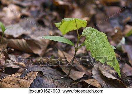 Sycamore Maple (Acer pseudoplatanus) seedling with the first leaves View Large Photo Image Stock Image - Sycamore Maple (Acer pseudoplatanus) seedling with the first leaves. Fotosearch