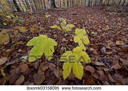 "Sycamore maple (Acer pseudoplatanus) seedling in an autumn forest, Stuttgart, Baden-Wurttemberg, Germany, Europe" View Large Photo Image Stock Photography - "Sycamore maple (Acer pseudoplatanus) seedling in an autumn forest, Stuttgart, Baden-Wurttemberg, Germany, Europe". Fotosearch