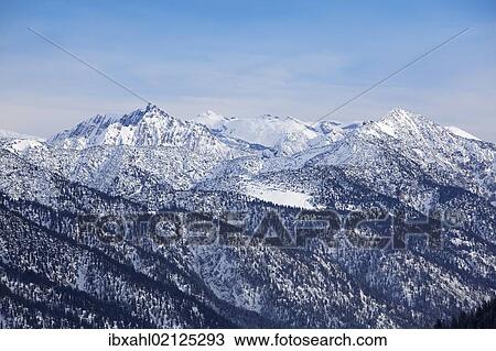 Stock Image - "Sycamore maple trees in Rhontal Valley in winter, Tyrol, Austria, Europe". Fotosearch