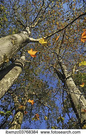 "Sycamores (Platanus) in late autumn, Hesse, Germany, Europe" View Large Photo Image Picture - "Sycamores (Platanus) in late autumn, Hesse, Germany, Europe". Fotosearch