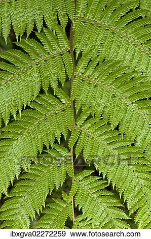 Stock Photo - "Symmetry of a frond, Tandayapa region, Andean cloud forest, Ecuador, South America". Fotosearch