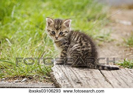 Stock Image - "Tabby kitten sitting beside a path, Germany, Europe". Fotosearch