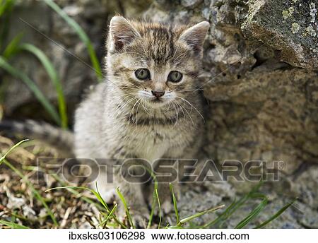 "Tabby kitten sitting next to a wall, Germany, Europe" View Large Photo Image Stock Photo - "Tabby kitten sitting next to a wall, Germany, Europe". Fotosearch
