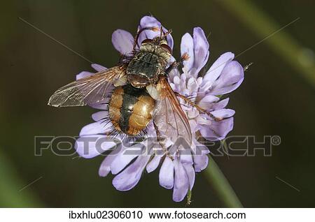 "Tachina fly (Tachina fera), searching for nectar, Lake Kerini region, Greece, Europe" View Large Photo Image Stock Image - "Tachina fly (Tachina fera), searching for nectar, Lake Kerini region, Greece, Europe". Fotosearch