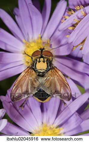 "Tachinid fly (Ectophasia crassipennis), feeding on nectar on Autumn aster (Aster sp. ), Untergroeningen, Baden-Wuerttemberg, Germany, Europe" View Large Photo Image Stock Photograph - "Tachinid fly (Ectophasia crassipennis), feeding on nectar on Autumn aster (Aster sp. ), Untergroeningen, Baden-Wuerttemberg, Germany, Europe". Fotosearch