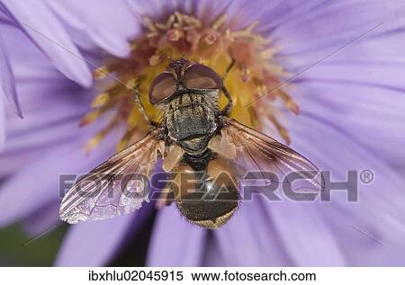 "Tachinid fly (Ectophasia crassipennis), feeding on nectar on Autumn aster (Aster sp. ), Untergroeningen, Baden-Wuerttemberg, Germany, Europe" View Large Photo Image Stock Photography - "Tachinid fly (Ectophasia crassipennis), feeding on nectar on Autumn aster (Aster sp. ), Untergroeningen, Baden-Wuerttemberg, Germany, Europe". Fotosearch