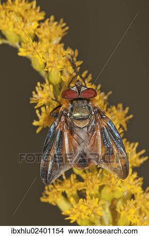"Tachinid Fly (Phasia Hemiptera) on Canadian Goldenrod (Solidago canadensis), Untergroeningen, Baden-Wuerttemberg, Germany, Europe" View Large Photo Image Picture - "Tachinid Fly (Phasia Hemiptera) on Canadian Goldenrod (Solidago canadensis), Untergroeningen, Baden-Wuerttemberg, Germany, Europe". Fotosearch