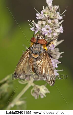 "Tachinid Fly (Phasia Hemiptera) on Horse Mint (Mentha longifolia), Untergroeningen, Baden-Wuerttemberg, Germany, Europe" View Large Photo Image Stock Photography - "Tachinid Fly (Phasia Hemiptera) on Horse Mint (Mentha longifolia), Untergroeningen, Baden-Wuerttemberg, Germany, Europe". Fotosearch