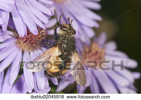 "Tachinid fly (Tachina magnicornis), feeding on Autumn aster (Aster sp. ), Untergroeningen, Baden-Wuerttemberg, Germany, Europe" View Large Photo Image Stock Photo - "Tachinid fly (Tachina magnicornis), feeding on Autumn aster (Aster sp. ), Untergroeningen, Baden-Wuerttemberg, Germany, Europe". Fotosearch