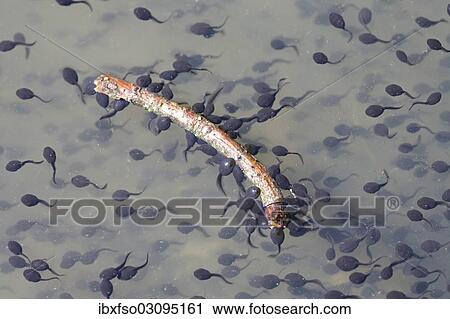 "Tadpoles of the Common Toad (Bufo bufo), Thuringia, Germany, Europe" View Large Photo Image Stock Image - "Tadpoles of the Common Toad (Bufo bufo), Thuringia, Germany, Europe". Fotosearch