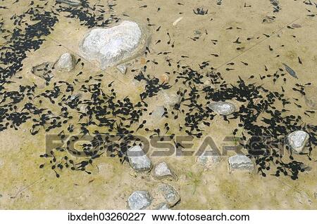 Stock Photo - "Tadpoles of the Common Toad (Bufo bufo) in a muddy puddle, Allgau, Bavaria, Germany, Europe". Fotosearch