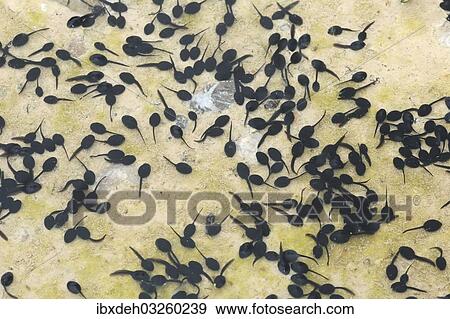 "Tadpoles of the Common Toad (Bufo bufo) in a muddy puddle, Allgau, Bavaria, Germany, Europe" View Large Photo Image Stock Photo - "Tadpoles of the Common Toad (Bufo bufo) in a muddy puddle, Allgau, Bavaria, Germany, Europe". Fotosearch