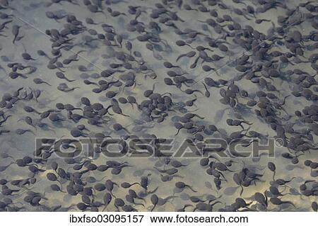 "Tadpoles of the Common Toad (Bufo bufo), Thuringia, Germany, Europe" View Large Photo Image Stock Photo - "Tadpoles of the Common Toad (Bufo bufo), Thuringia, Germany, Europe". Fotosearch