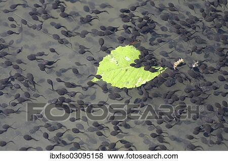 "Tadpoles of the Common Toad (Bufo bufo), Thuringia, Germany, Europe" View Large Photo Image Stock Photo - "Tadpoles of the Common Toad (Bufo bufo), Thuringia, Germany, Europe". Fotosearch