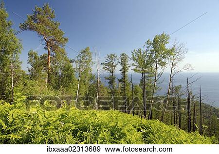 "Taiga, boreal forest, Listvyanka, Lake Baikal, Irkutsk region, Siberia, Russian Federation, Eurasia" View Large Photo Image Stock Photo - "Taiga, boreal forest, Listvyanka, Lake Baikal, Irkutsk region, Siberia, Russian Federation, Eurasia". Fotosearch
