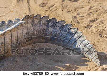 "Tail of a Nile Crocodile (Crocodylus niloticus), crocodile farm, Otjiwarongo, Namibia, Africa" View Large Photo Image Stock Image - "Tail of a Nile Crocodile (Crocodylus niloticus), crocodile farm, Otjiwarongo, Namibia, Africa". Fotosearch