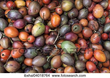 "Tamarillo (Solanum betaceum), Reunion, France, Africa" View Large Photo Image Picture - "Tamarillo (Solanum betaceum), Reunion, France, Africa". Fotosearch