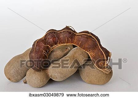 Tamarind fruits (Tamarindus indica) View Large Photo Image Stock Photo - Tamarind fruits (Tamarindus indica). Fotosearch