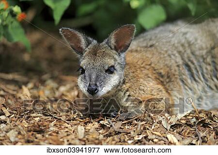 "Tammar Wallaby, also Dama Wallaby or Darma Wallaby (Macropus eugenii), adult, resting, South Australia, Australia, Oceania" View Large Photo Image Stock Photo - "Tammar Wallaby, also Dama Wallaby or Darma Wallaby (Macropus eugenii), adult, resting, South Australia, Australia, Oceania". Fotosearch