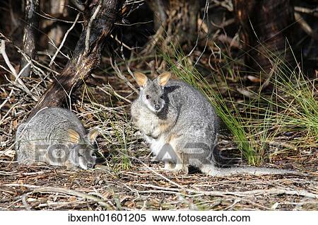 Stock Photography - "Tammar Wallaby, Dama Wallaby or Darma Wallaby (Macropus eugenii), Kangaroo Island, Australia, Oceania". Fotosearch