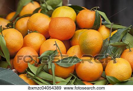 "Tangerines (Citrus reticulata) with leaves, Germany, Europe" View Large Photo Image Stock Photo - "Tangerines (Citrus reticulata) with leaves, Germany, Europe". Fotosearch