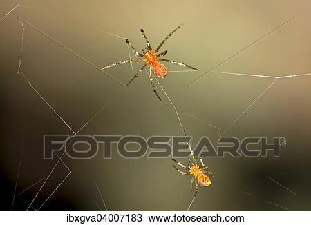 "Tangle Web Spiders (Anelosimus sp. ) social spiders sharing a web, Tambopata Nature Reserve, Madre de Dios Region, Peru, South America" View Large Photo Image Stock Image - "Tangle Web Spiders (Anelosimus sp. ) social spiders sharing a web, Tambopata Nature Reserve, Madre de Dios Region, Peru, South America". Fotosearch
