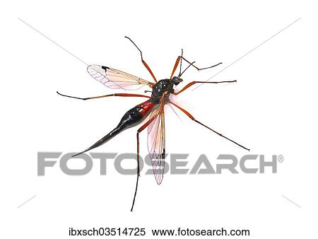 Stock Photography - "Tanyptera atrata, a cranefly species, female". Fotosearch