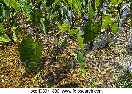"Taro plants, Kauai, Hawaii, United States, North America" View Large Photo Image Stock Image - "Taro plants, Kauai, Hawaii, United States, North America". Fotosearch