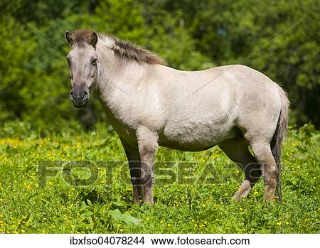 "Tarpan horse (Equus ferus gmelini, Equus gmelini), breeding back, captive, North Rhine-Westphalia, Germany, Europe" View Large Photo Image Picture - "Tarpan horse (Equus ferus gmelini, Equus gmelini), breeding back, captive, North Rhine-Westphalia, Germany, Europe". Fotosearch