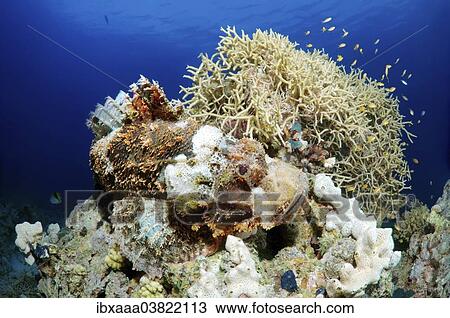 "Tassled Scorpionfish (Scorpaenopsis oxycephala), camouflaged, Red Sea, Egypt, Africa" View Large Photo Image Stock Image - "Tassled Scorpionfish (Scorpaenopsis oxycephala), camouflaged, Red Sea, Egypt, Africa". Fotosearch