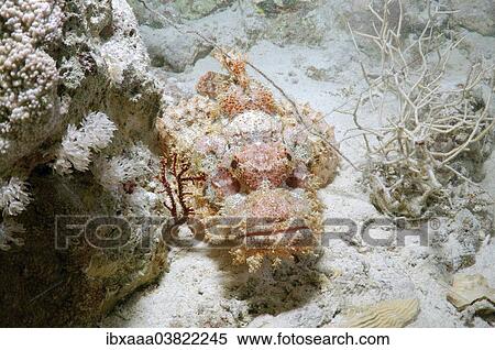 "Tassled Scorpionfish (Scorpaenopsis oxycephala), Red Sea, Egypt, Africa" View Large Photo Image Stock Photography - "Tassled Scorpionfish (Scorpaenopsis oxycephala), Red Sea, Egypt, Africa". Fotosearch