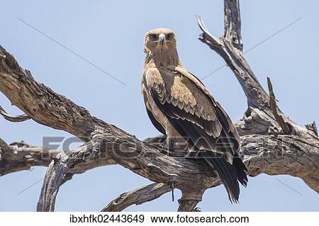 Stock Photo - "Tawny eagle (Aquila rapax), Bwabwata National Park, Caprivi Strip, Namibia, Africa". Fotosearch