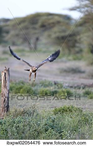 Stock Photograph - "Tawny Eagle (Aquila rapax), Serengeti, Tanzania, Africa". Fotosearch