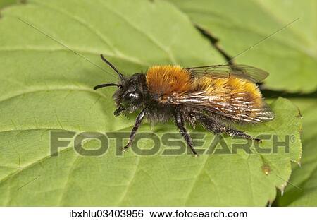 "Tawny Mining Bee (Andrena fulva), Untergroningen, Abtsgmuend, Baden-Wurttemberg, Germany, Europe" View Large Photo Image Stock Photograph - "Tawny Mining Bee (Andrena fulva), Untergroningen, Abtsgmuend, Baden-Wurttemberg, Germany, Europe". Fotosearch