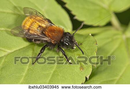 "Tawny Mining Bee (Andrena fulva), Untergroningen, Abtsgmuend, Baden-Wurttemberg, Germany, Europe" View Large Photo Image Stock Photography - "Tawny Mining Bee (Andrena fulva), Untergroningen, Abtsgmuend, Baden-Wurttemberg, Germany, Europe". Fotosearch