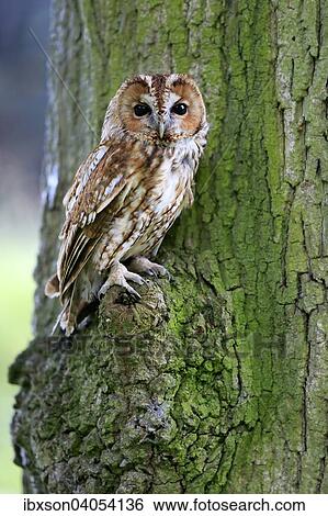 "Tawny Owl, Tawny Wood Owl or Brown Owl (Strix aluco), adult perched on tree, Surrey, England, United Kingdom, Europe" View Large Photo Image Stock Photograph - "Tawny Owl, Tawny Wood Owl or Brown Owl (Strix aluco), adult perched on tree, Surrey, England, United Kingdom, Europe". Fotosearch