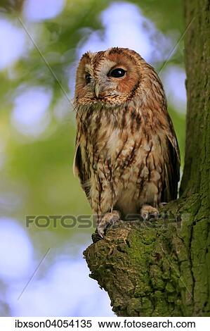 "Tawny Owl, Tawny Wood Owl or Brown Owl (Strix aluco), adult perched on tree, Surrey, England, United Kingdom, Europe" View Large Photo Image Stock Photography - "Tawny Owl, Tawny Wood Owl or Brown Owl (Strix aluco), adult perched on tree, Surrey, England, United Kingdom, Europe". Fotosearch