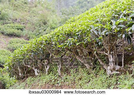 "Tea (Camellia sinensis), tea plants on a tea plantation, Moray Estate near Dalhousie, Maskeliya Reservoir, Nuwara Eliya, Zentralprovinz, Sri Lanka, Asia" View Large Photo Image Picture - "Tea (Camellia sinensis), tea plants on a tea plantation, Moray Estate near Dalhousie, Maskeliya Reservoir, Nuwara Eliya, Zentralprovinz, Sri Lanka, Asia". Fotosearch