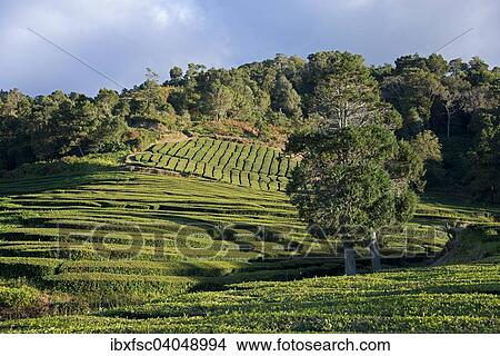"Tea plantation, Cha Gorreana, Maia, Sao Miguel, Azores, Portugal, Europe" View Large Photo Image Picture - "Tea plantation, Cha Gorreana, Maia, Sao Miguel, Azores, Portugal, Europe". Fotosearch