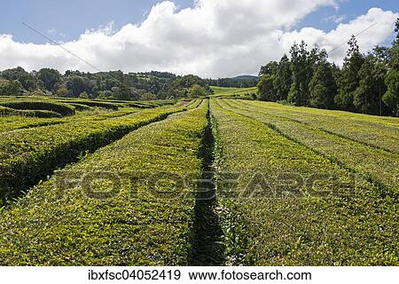 "Tea plantation, Cha Gorreana, Maia, Sao Miguel, Azores, Portugal, Europe" View Large Photo Image Stock Photo - "Tea plantation, Cha Gorreana, Maia, Sao Miguel, Azores, Portugal, Europe". Fotosearch