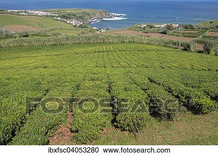 "Tea plantation, Cha Porto Formoso, Maia, Sao Miguel, Azores, Portugal, Europe" View Large Photo Image Stock Image - "Tea plantation, Cha Porto Formoso, Maia, Sao Miguel, Azores, Portugal, Europe". Fotosearch